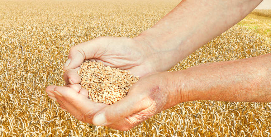 KC Agri, Agricultural & Horticultural Consulting, Grain Marketing & Logistics, Site Specific Soil Sampling, Mapping and UAV Drone Technology, Nutrient Management Plans, Customized Farm Management Data Processing, Project Planning