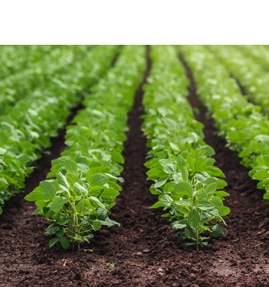 Agricultural & Horticultural Consulting, Grain Marketing, Logistics, Site Specific Soil Sampling, Mapping, UAV Drone Technology, Nutrient Management Plans, Customized Farm Management, Data Processing, Project Planning, Product Sales & Service, Equipment Rentals